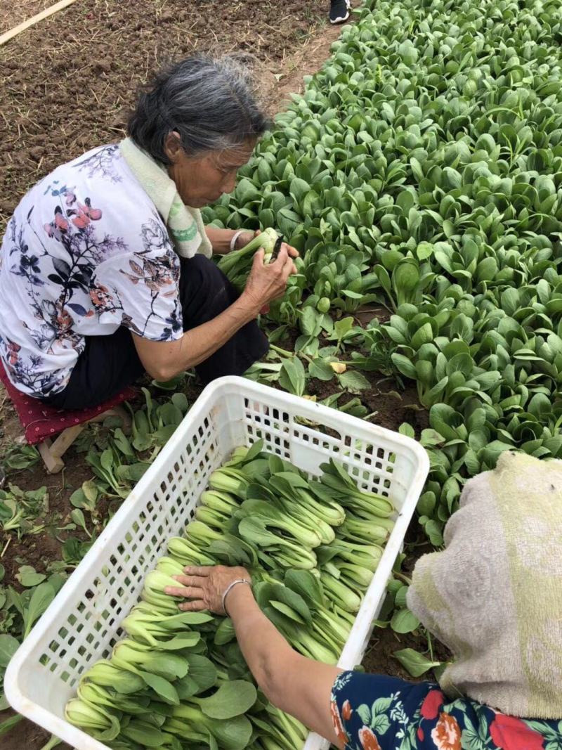 上海青四季种植小油菜1两以上青梗，小棵，中棵。发往全国