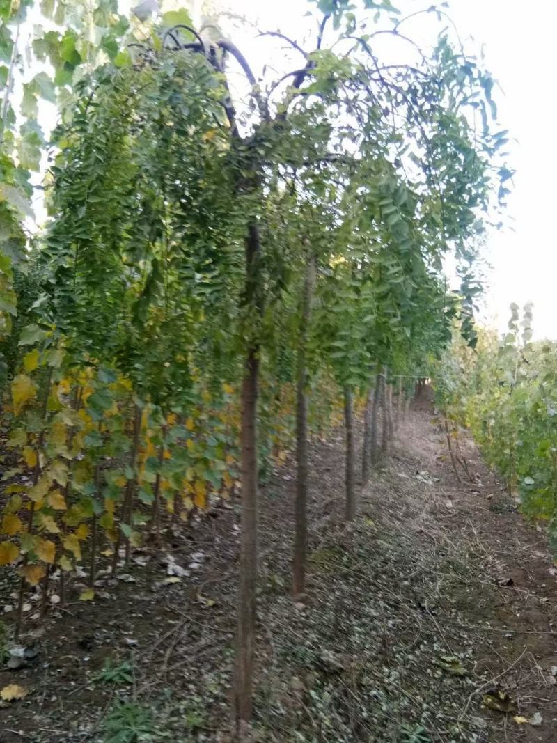 龙爪槐龙爪槐规格齐全一到三年头都有货基地直供