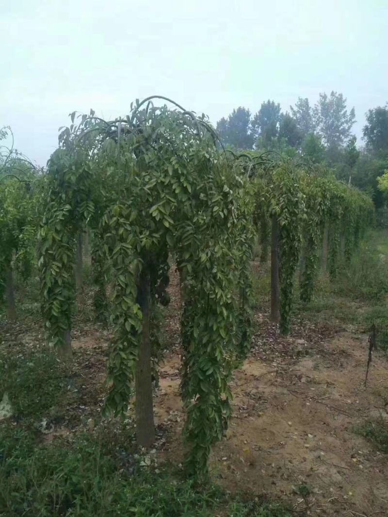 龙爪槐龙爪槐规格齐全一到三年头都有货基地直供