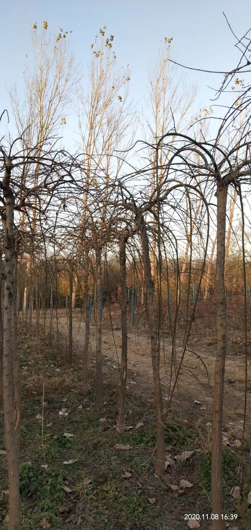 龙爪槐龙爪槐规格齐全一到三年头都有货基地直供