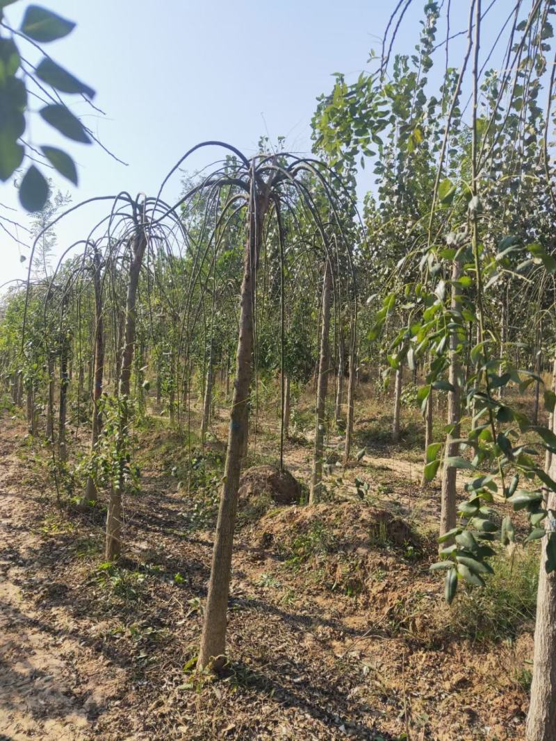 龙爪槐龙爪槐规格齐全一到三年头都有货基地直供