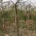 龙爪槐龙爪槐规格齐全一到三年头都有货基地直供