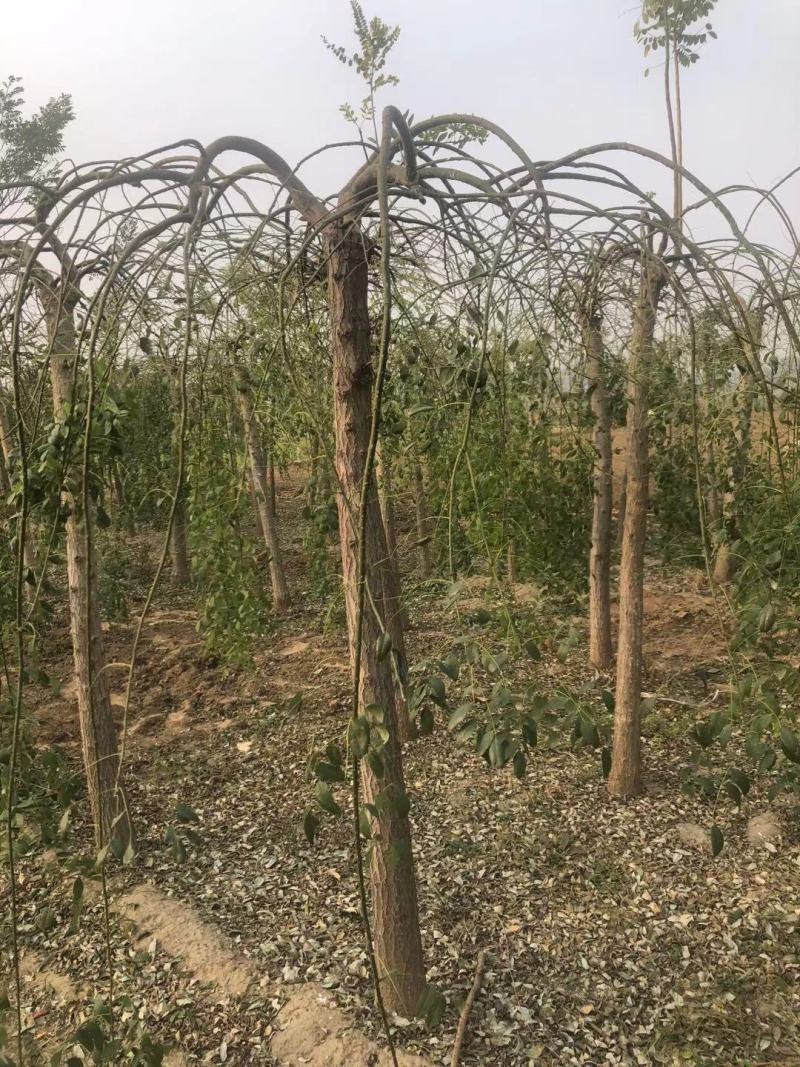 龙爪槐龙爪槐规格齐全一到三年头都有货基地直供