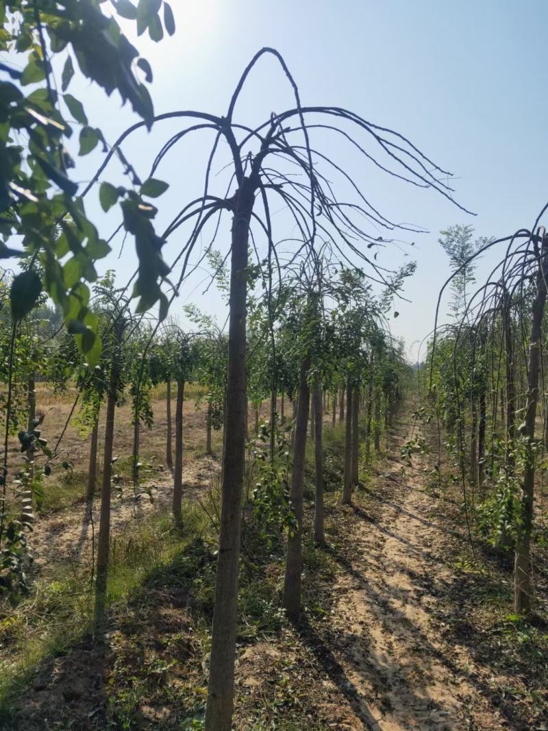 龙爪槐龙爪槐规格齐全一到三年头都有货基地直供