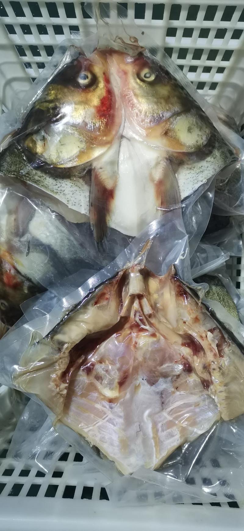 【推荐】白鲢鱼头（工厂直发）活鱼现杀，真空包装，液氮锁鲜