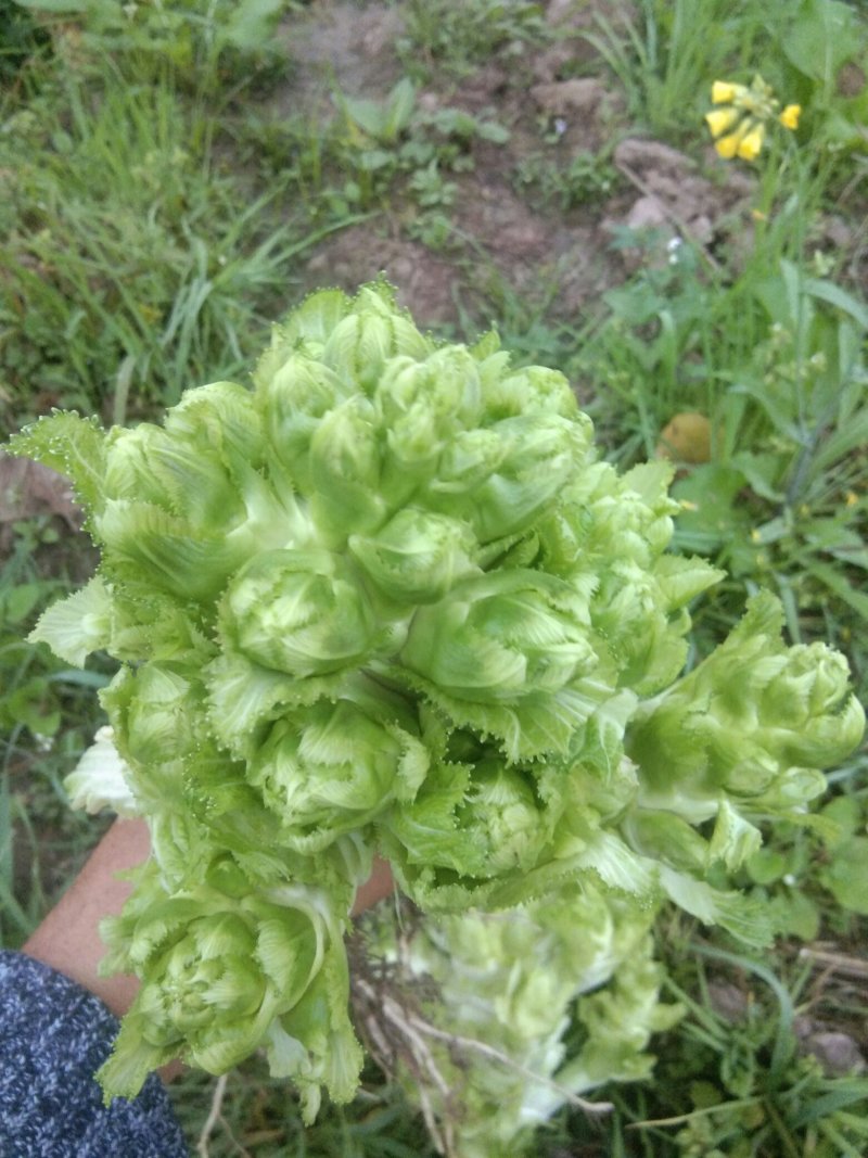 优质基地儿菜上市产地直销