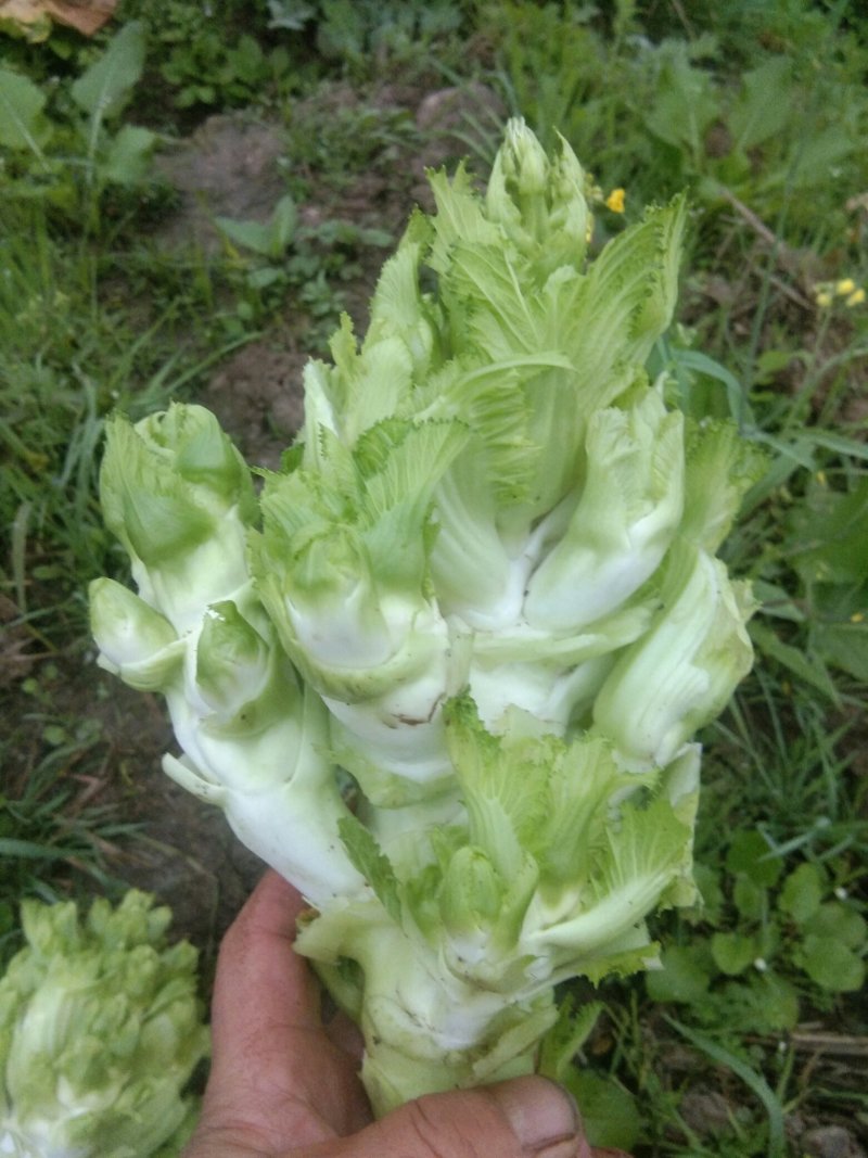 优质基地儿菜上市产地直销