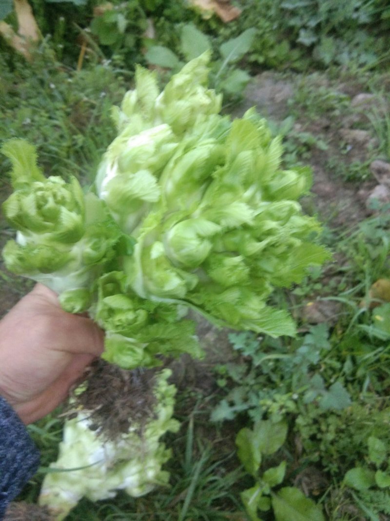 优质基地儿菜上市产地直销