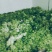 优质基地儿菜上市产地直销
