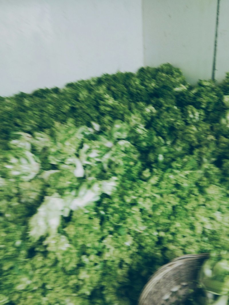 优质基地儿菜上市产地直销