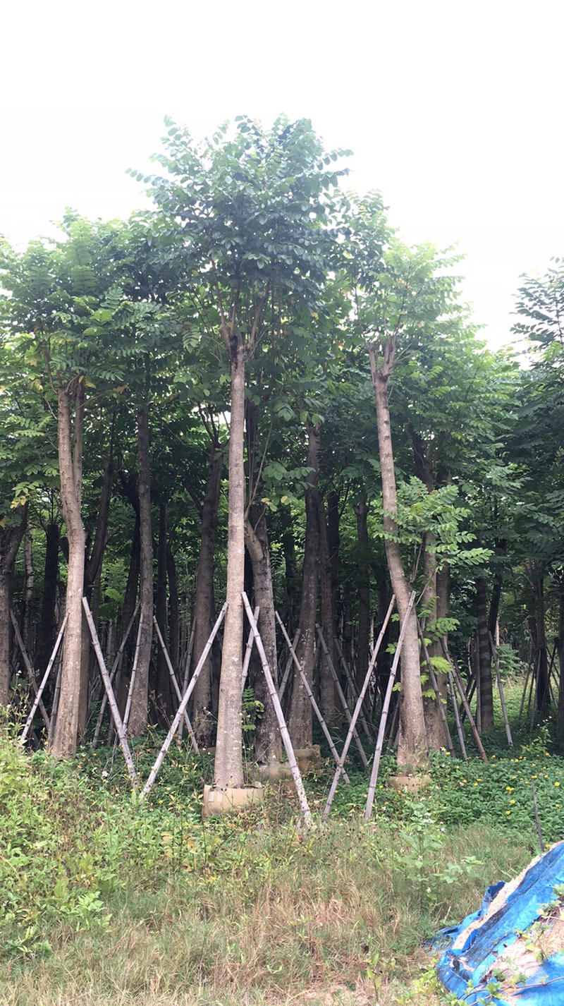 5-20公分火焰木长期供应园林绿化苗木（各种乔木）