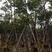 5-20公分火焰木长期供应园林绿化苗木（各种乔木）