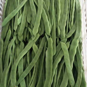 元谋蔬菜豆角