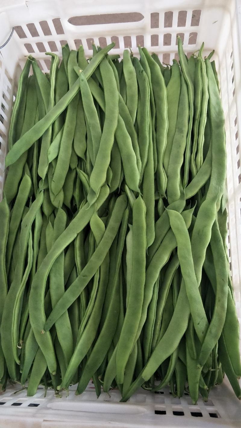 元谋蔬菜豆角