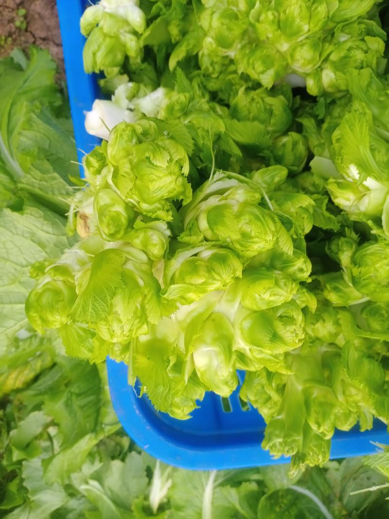 儿菜成熟了每个都是3到4斤大的6斤，老板些来哟一天几千斤
