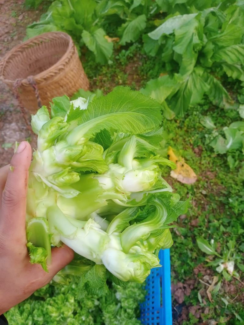 儿菜成熟了每个都是3到4斤大的6斤，老板些来哟一天几千斤