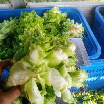 儿菜成熟了每个都是3到4斤大的6斤，老板些来哟一天几千斤
