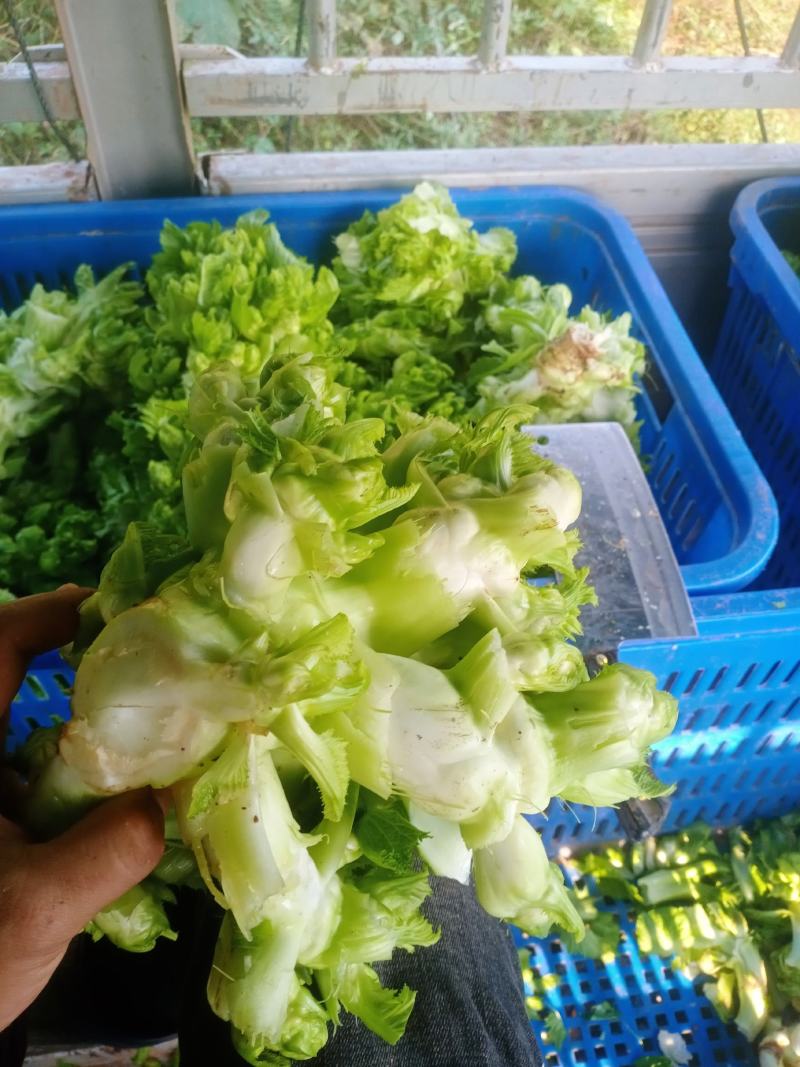 儿菜成熟了每个都是3到4斤大的6斤，老板些来哟一天几千斤