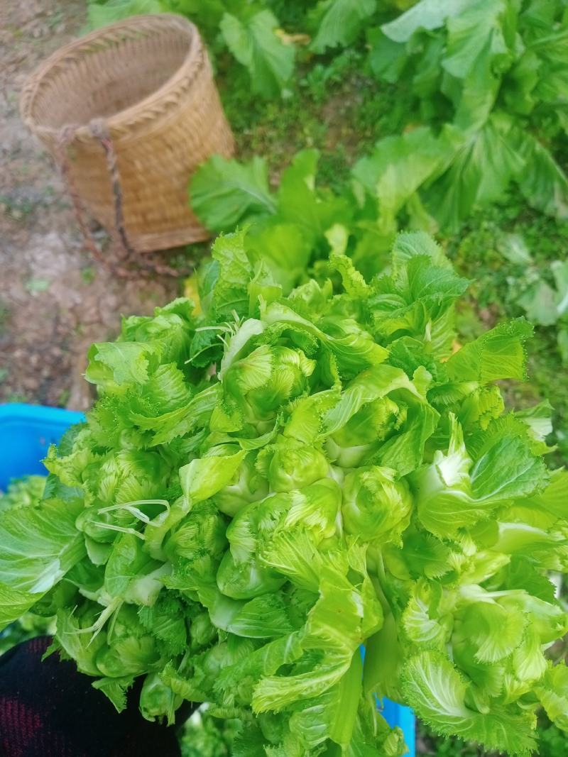 儿菜成熟了每个都是3到4斤大的6斤，老板些来哟一天几千斤