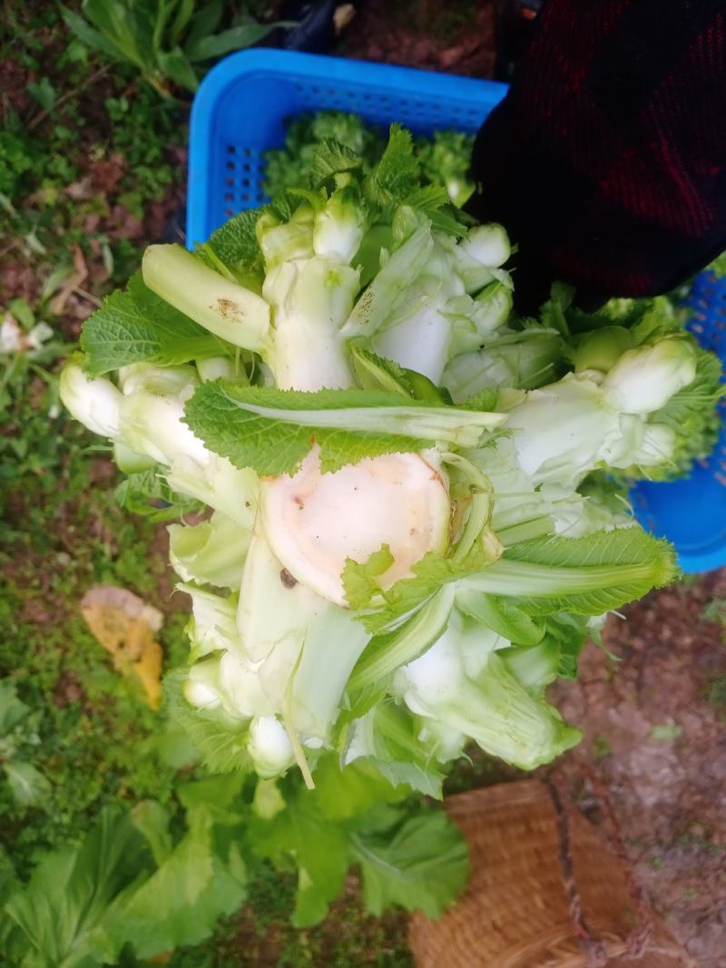 儿菜成熟了每个都是3到4斤大的6斤，老板些来哟一天几千斤