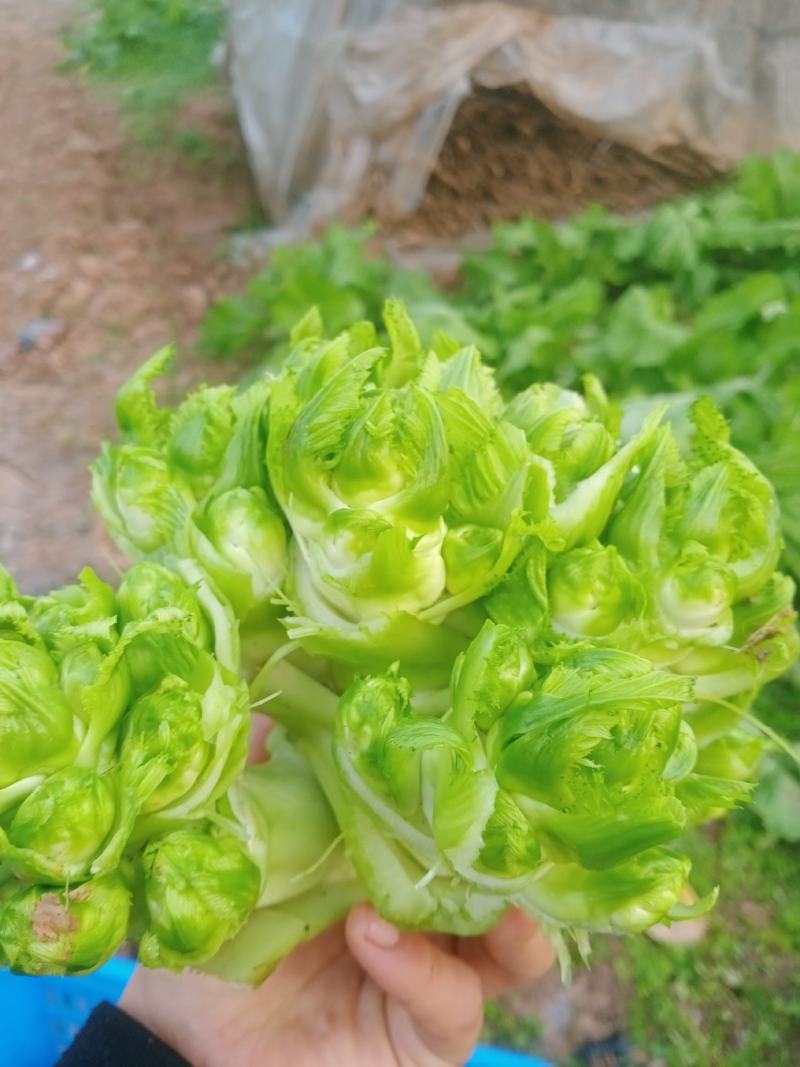 儿菜成熟了每个都是3到4斤大的6斤，老板些来哟一天几千斤