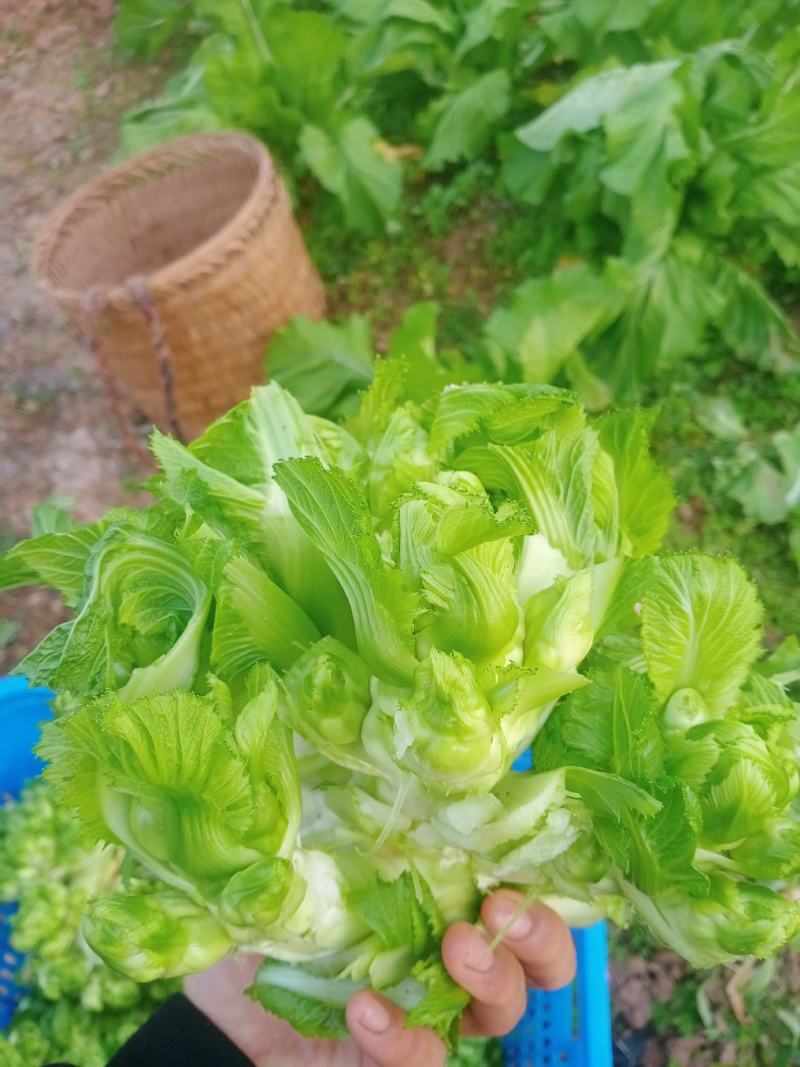 儿菜成熟了每个都是3到4斤大的6斤，老板些来哟一天几千斤