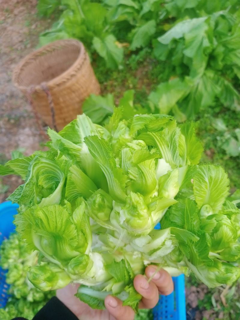 儿菜成熟了每个都是3到4斤大的6斤，老板些来哟一天几千斤