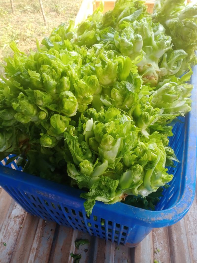 儿菜成熟了每个都是3到4斤大的6斤，老板些来哟一天几千斤