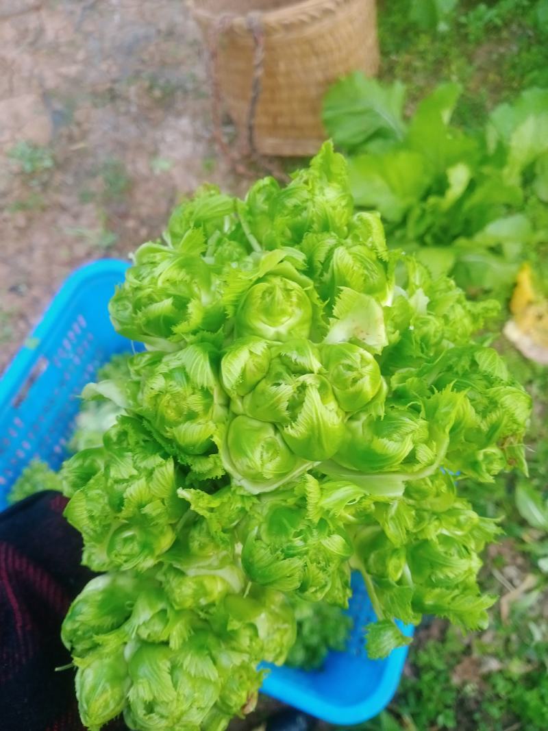 儿菜成熟了每个都是3到4斤大的6斤，老板些来哟一天几千斤
