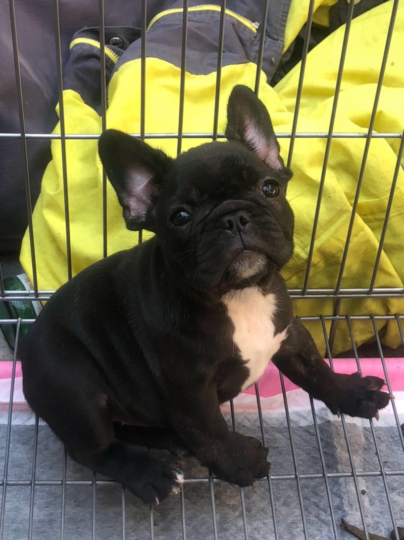 自家繁殖法牛幼犬可全国发货包活包健康