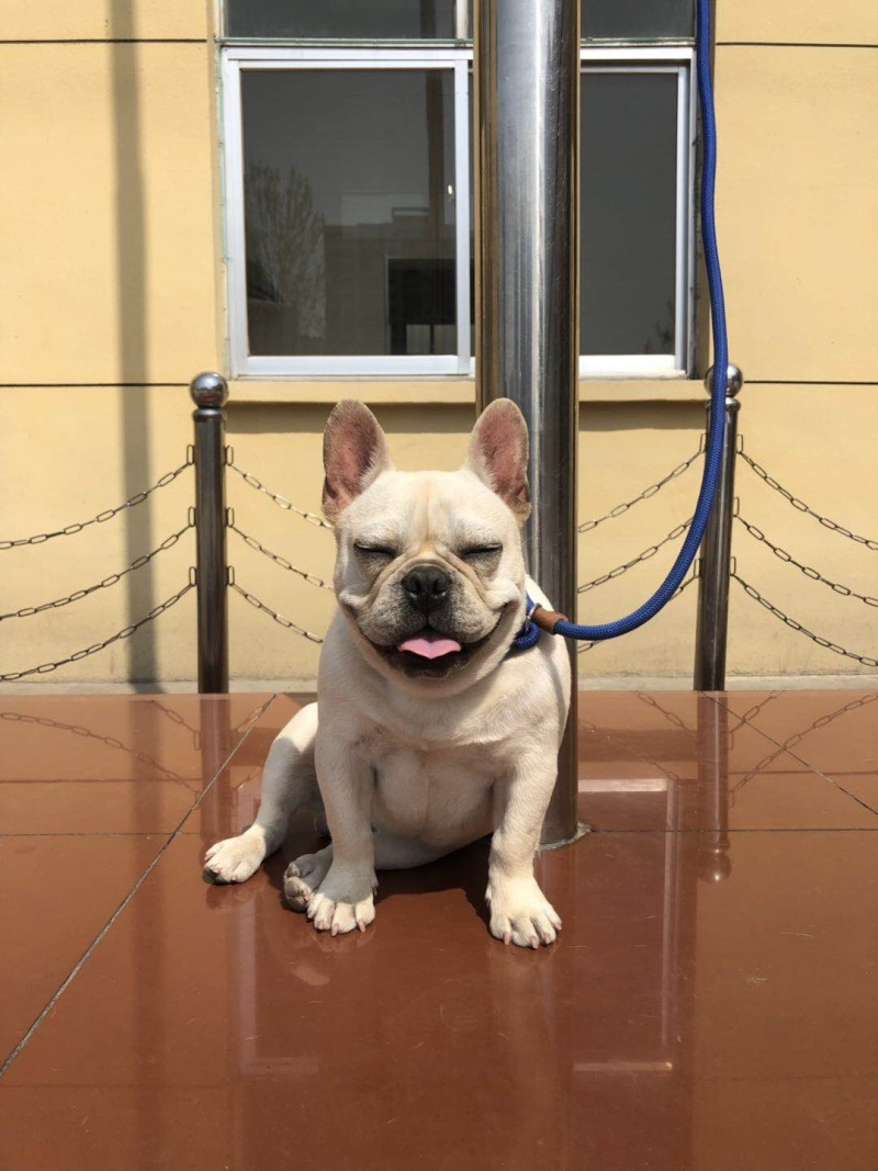 自家繁殖法牛幼犬可全国发货包活包健康