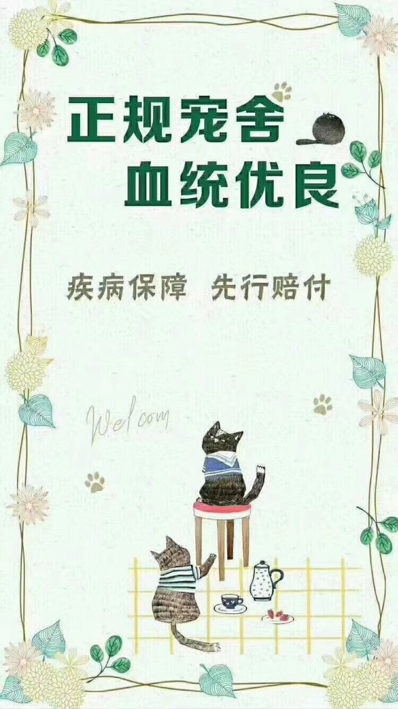自家繁殖法牛幼犬可全国发货包活包健康