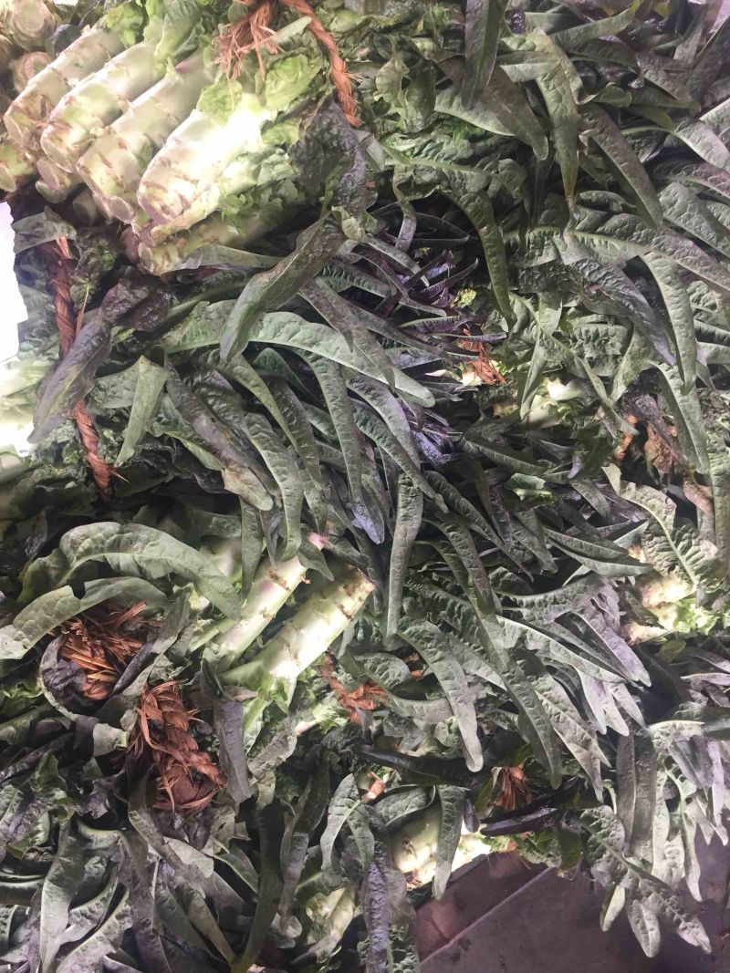 莴苣产地直发精选莴笋欢迎砸单