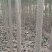 优质种条、107扦插段——绿源优质杨树苗繁育基地
