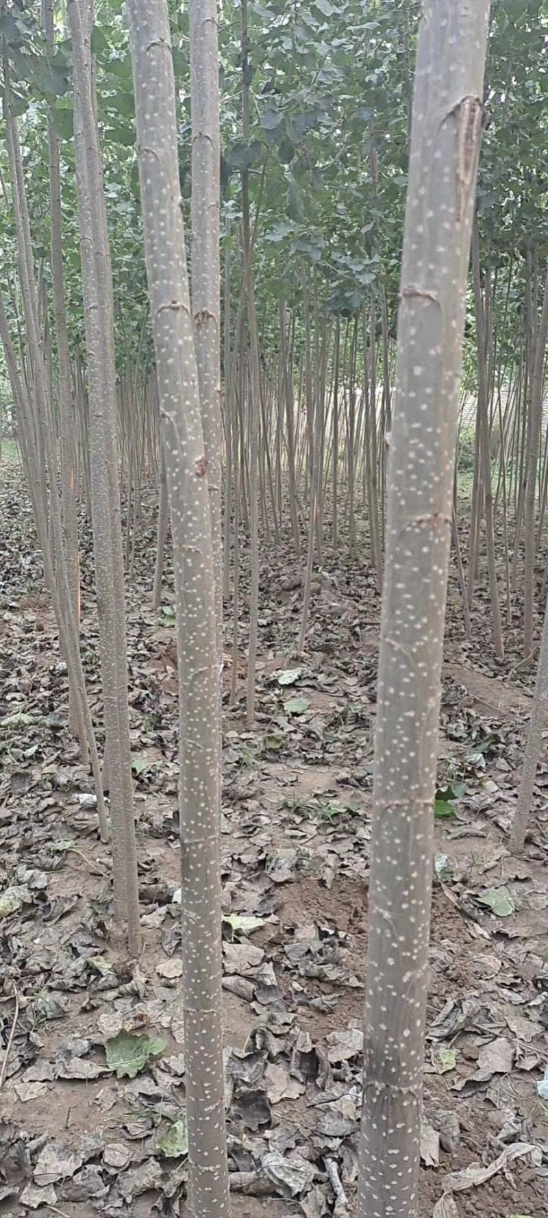 优质种条、107扦插段——绿源优质杨树苗繁育基地