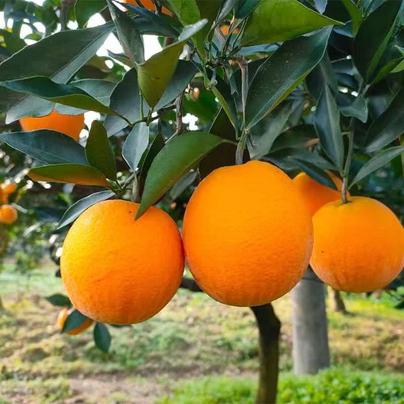 纽荷尔脐橙树苗优质橙子树苗品种齐全量大从优