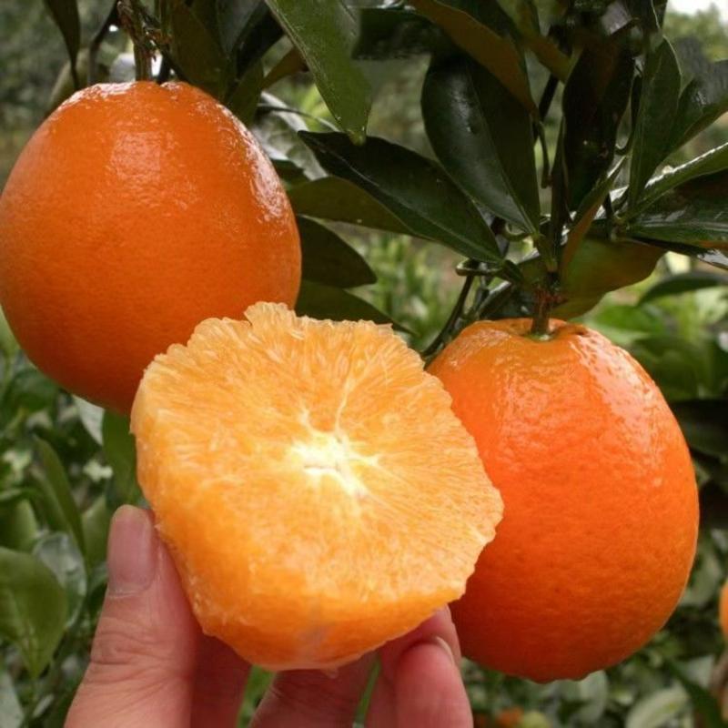 纽荷尔脐橙树苗优质橙子树苗品种齐全量大从优