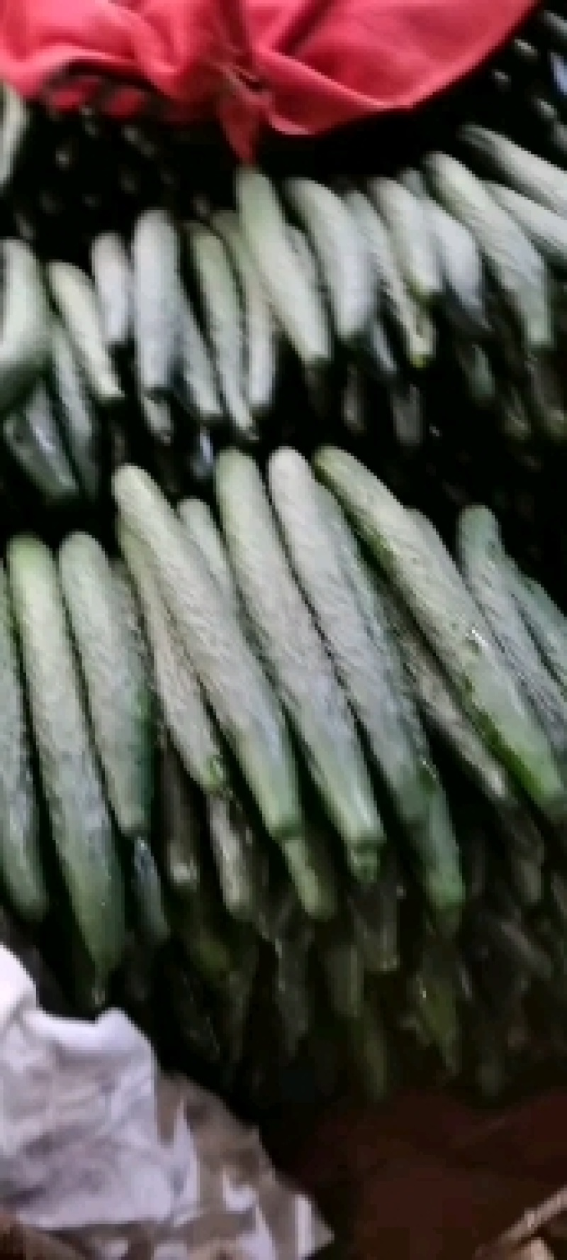 现在有大量黄瓜上市了。有需要的朋友可以联系我