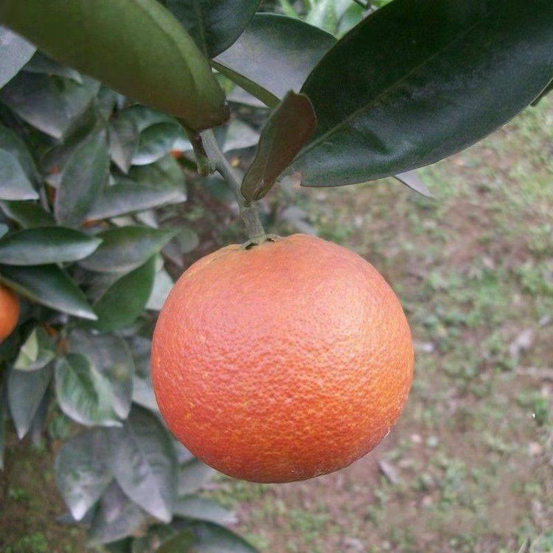 塔罗科血橙树苗优质嫁接橙子树苗品种全价格优基地直销