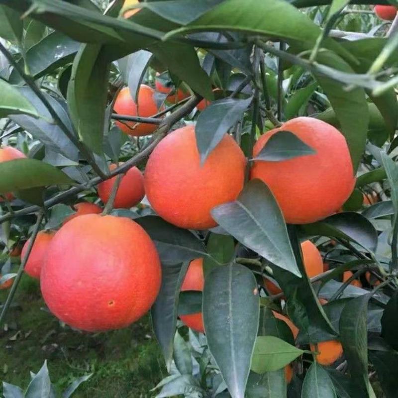 塔罗科血橙树苗优质嫁接橙子树苗品种全价格优基地直销