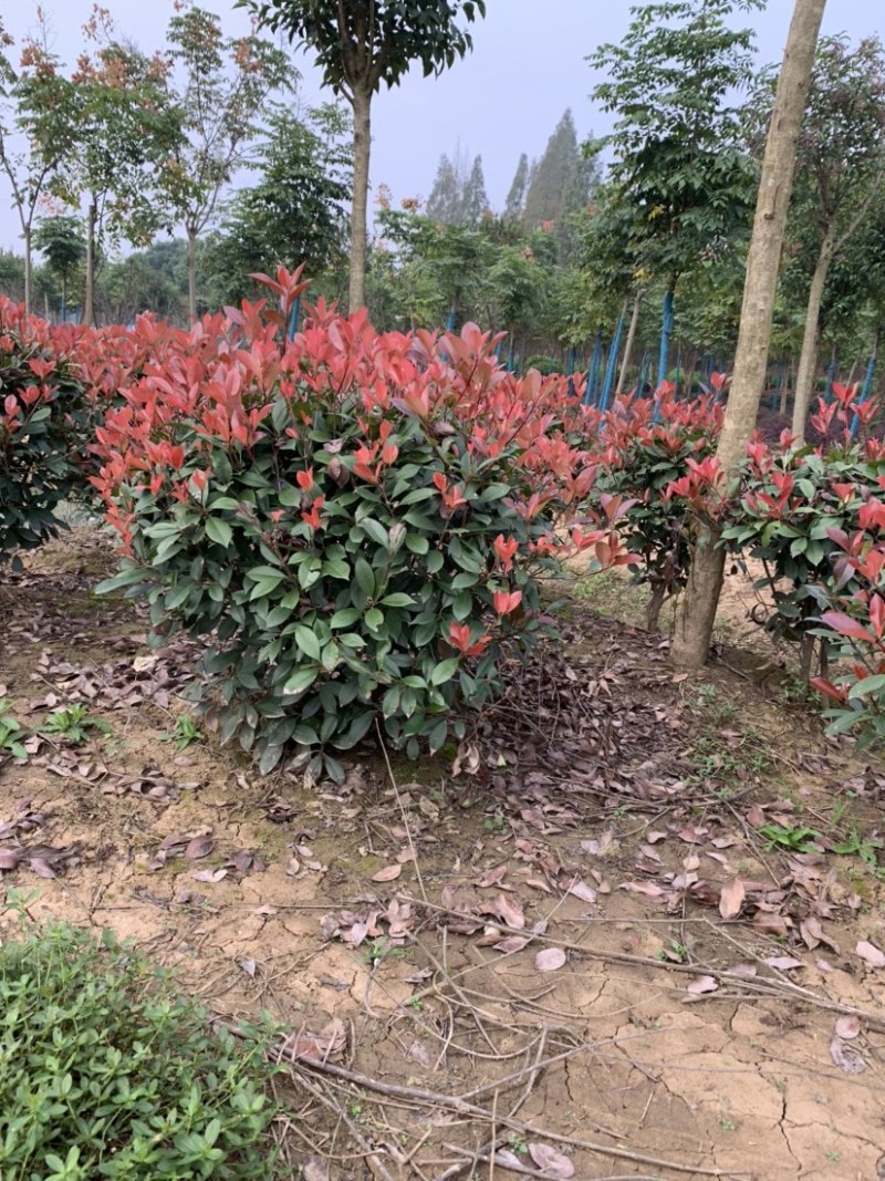 精品造型，红叶石楠苗木基地直供量大价优欢迎观赏选购