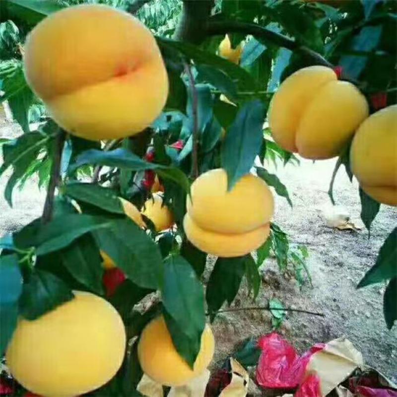 美金828品种桃苗：自己家苗圃基地培育的果苗