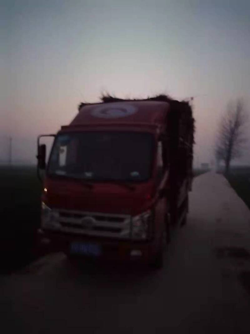 美金828品种桃苗：自己家苗圃基地培育的果苗
