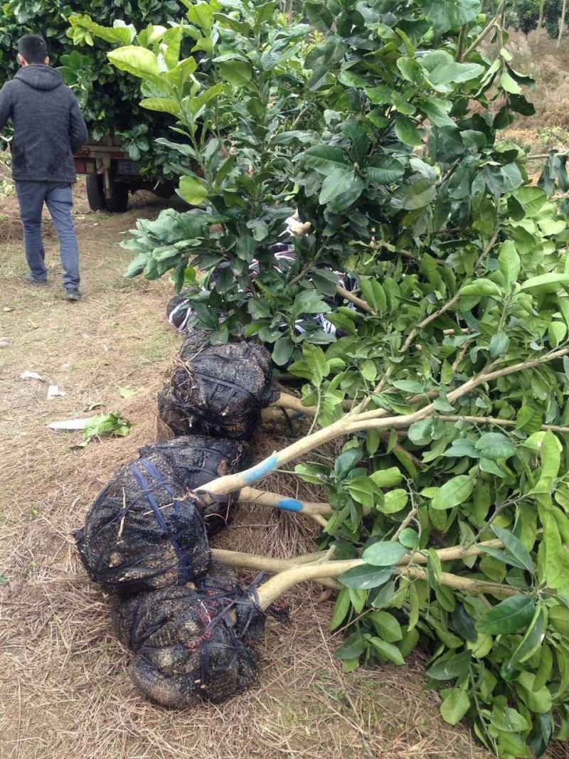 琯溪三红蜜柚苗（三红柚苗）产地直供.红心蜜柚.含技术指导
