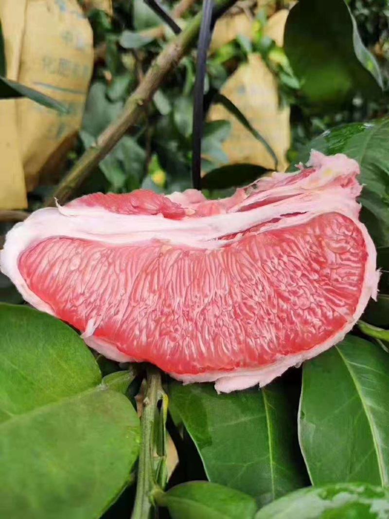 琯溪三红蜜柚苗（三红柚苗）产地直供.红心蜜柚.含技术指导