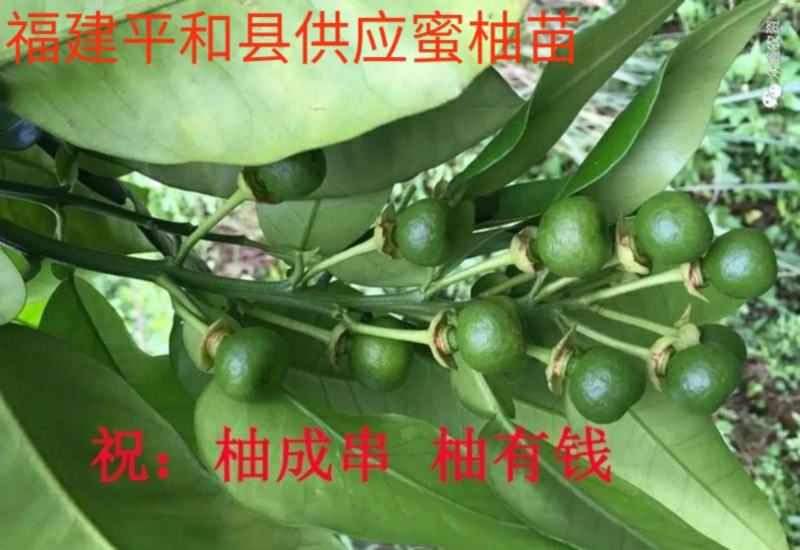 琯溪三红蜜柚苗（三红柚苗）产地直供.红心蜜柚.含技术指导