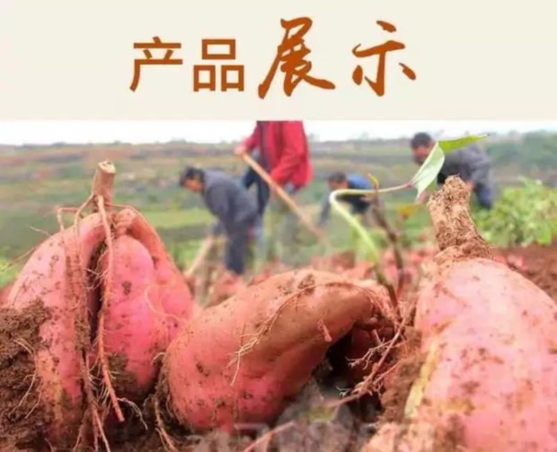 江西农家手工纯红薯粉淀粉红薯淀粉红苕粉生粉番薯粉地瓜粉