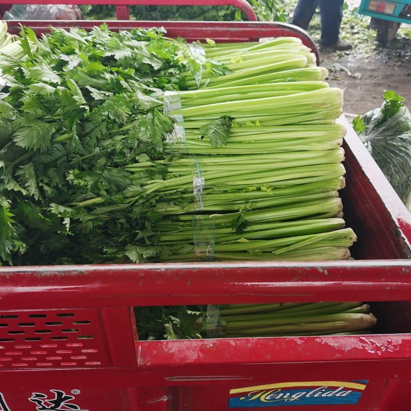 河南芹菜，精品大棚西芹，视频看货，线上保障交易。