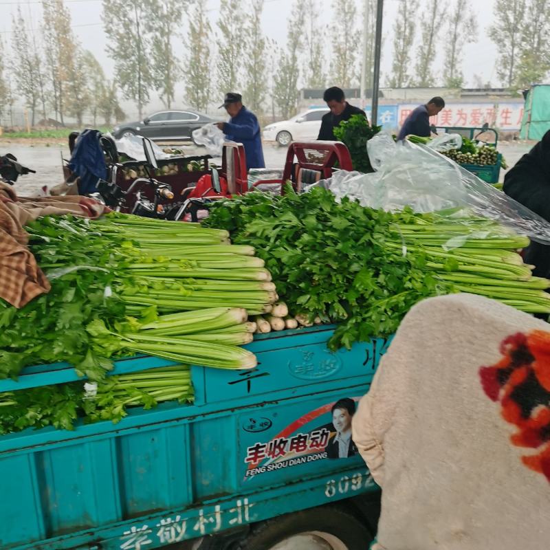 河南芹菜，精品大棚西芹，视频看货，线上保障交易。