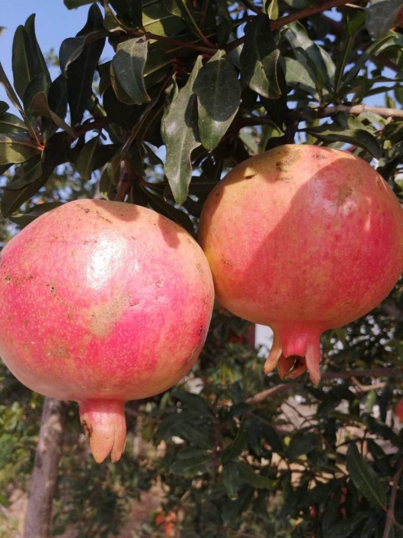 当年结果3年2.5公分左右矮化蒙阳红突尼斯甜石榴树苗